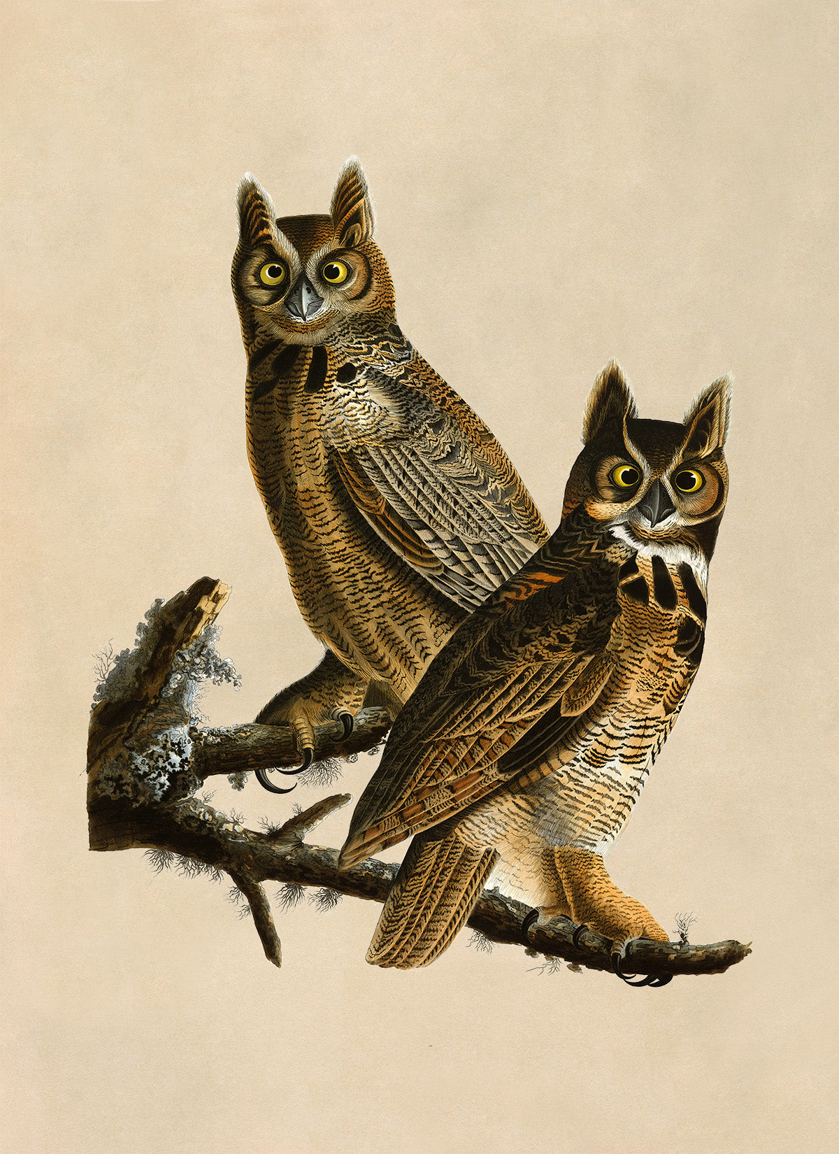 Great Horned Owl Print, Vintage Style Audubon Birds Of America Illustration, AOB60