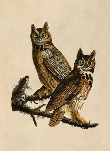 Great Horned Owl Print, Vintage Style Audubon Birds Of America Illustration, AOB60