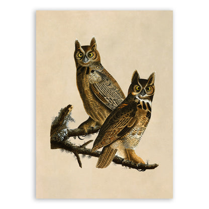 Great Horned Owl Print, Vintage Style Audubon Birds Of America Illustration, AOB60