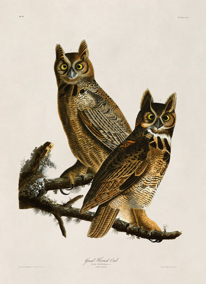 Great Horned Owl Print, Vintage Style Audubon Birds Of America Illustration, AOB60