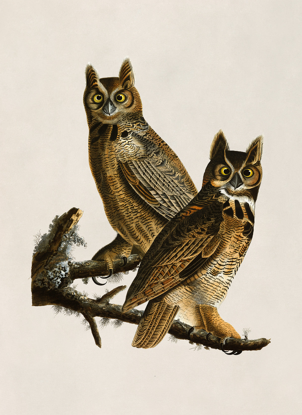 Great Horned Owl Print, Vintage Style Audubon Birds Of America Illustration, AOB60