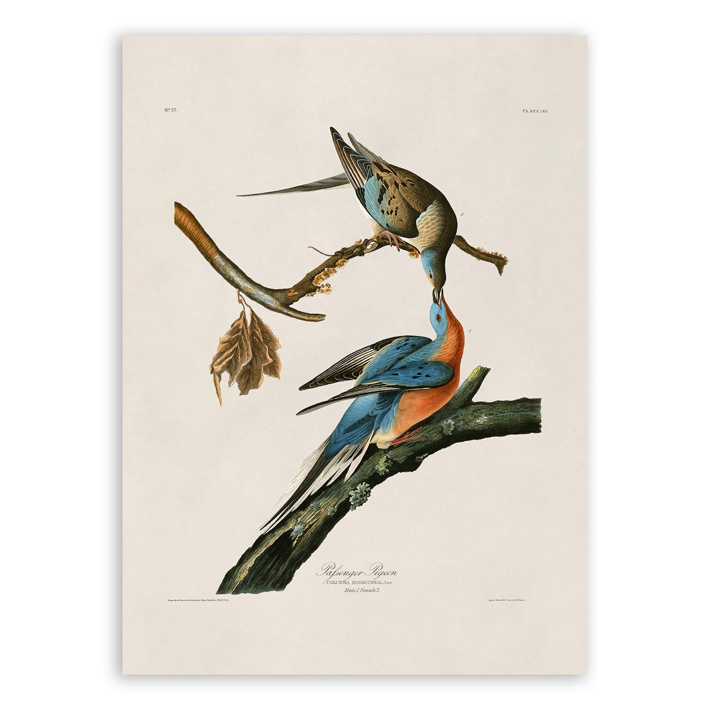 Passenger Pigeon Bird Print, Vintage Style Audubon Birds Of America Illustration, AOB61