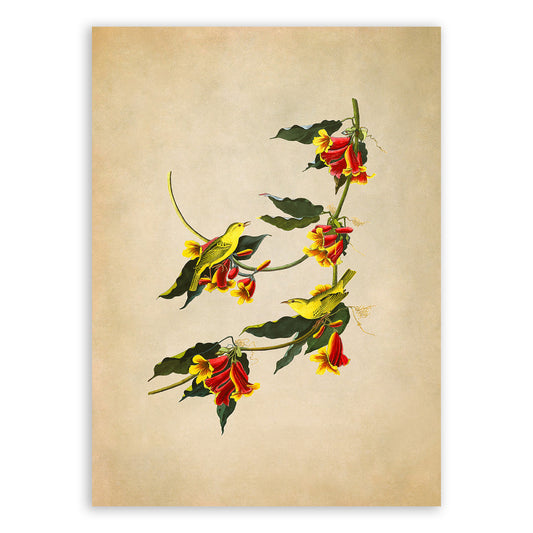 Rathbone Yellow Warbler Bird Print, Vintage Style Audubon Birds Of America Illustration, AOB64