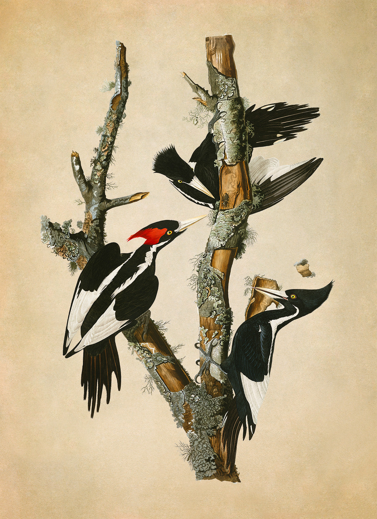 Ivory Billed Woodpecker Print, Vintage Style Audubon Birds Of America Illustration, AOB65