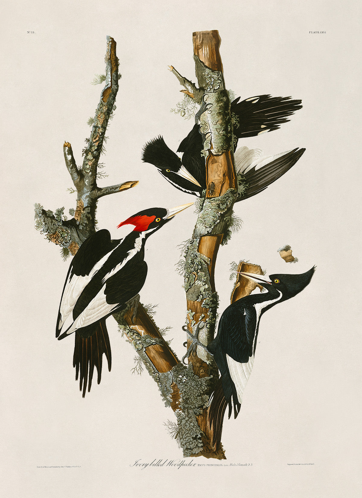 Ivory Billed Woodpecker Print, Vintage Style Audubon Birds Of America Illustration, AOB65