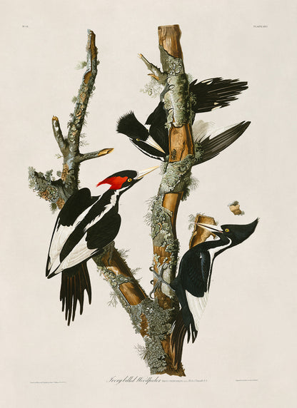 Ivory Billed Woodpecker Print, Vintage Style Audubon Birds Of America Illustration, AOB65