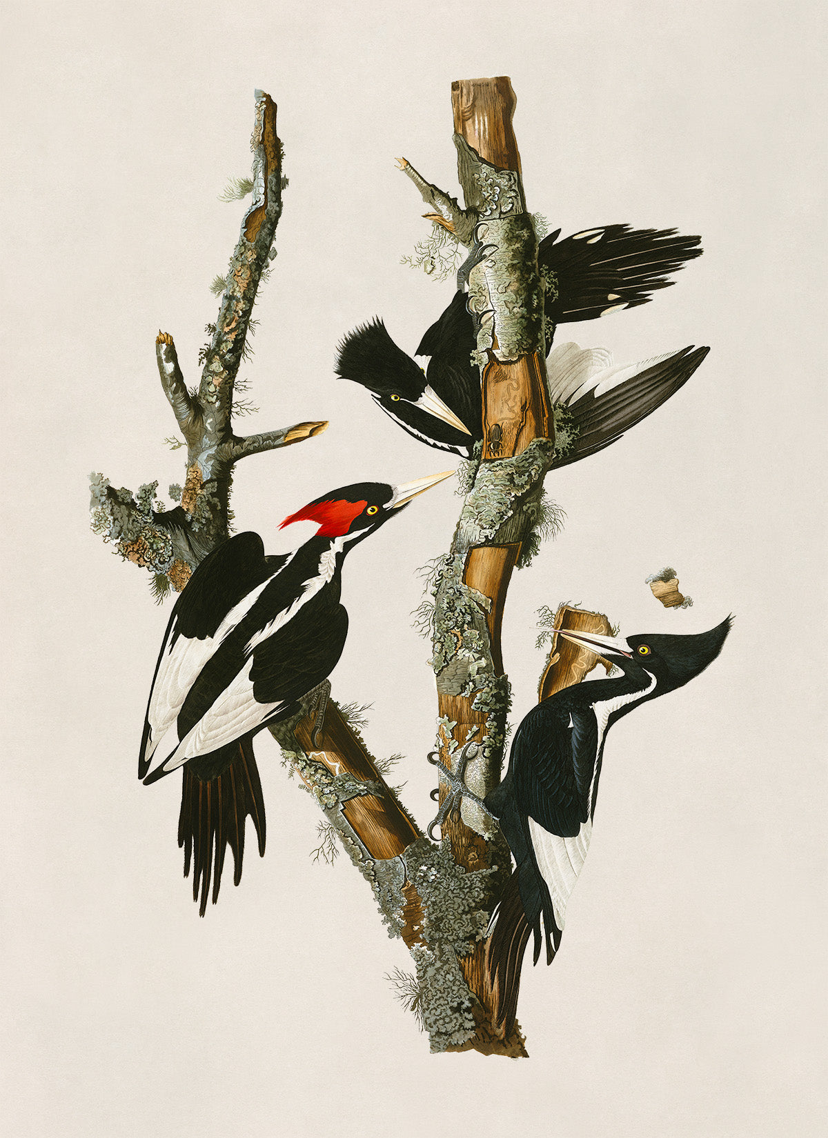 Ivory Billed Woodpecker Print, Vintage Style Audubon Birds Of America Illustration, AOB65