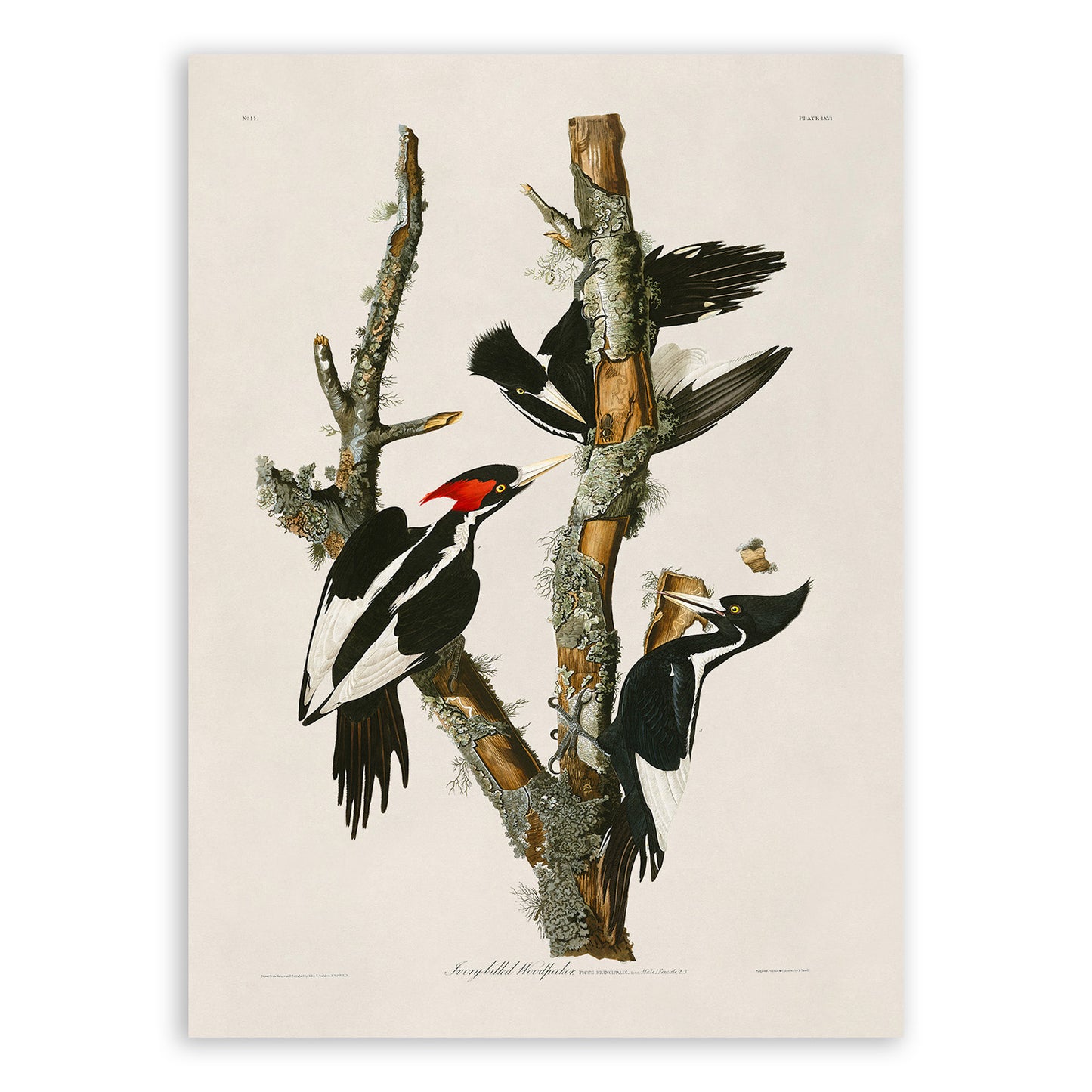 Ivory Billed Woodpecker Print, Vintage Style Audubon Birds Of America Illustration, AOB65