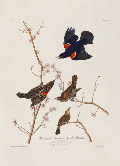 Red Winged Blackbird Print, Vintage Style Audubon Birds Of America Illustration, AOB66