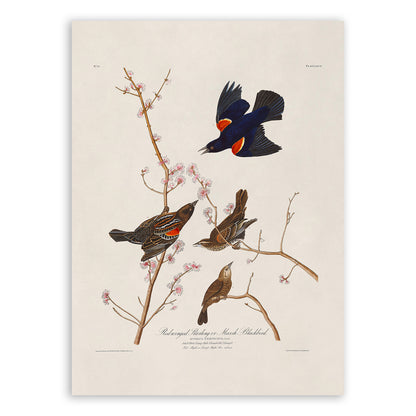 Red Winged Blackbird Print, Vintage Style Audubon Birds Of America Illustration, AOB66