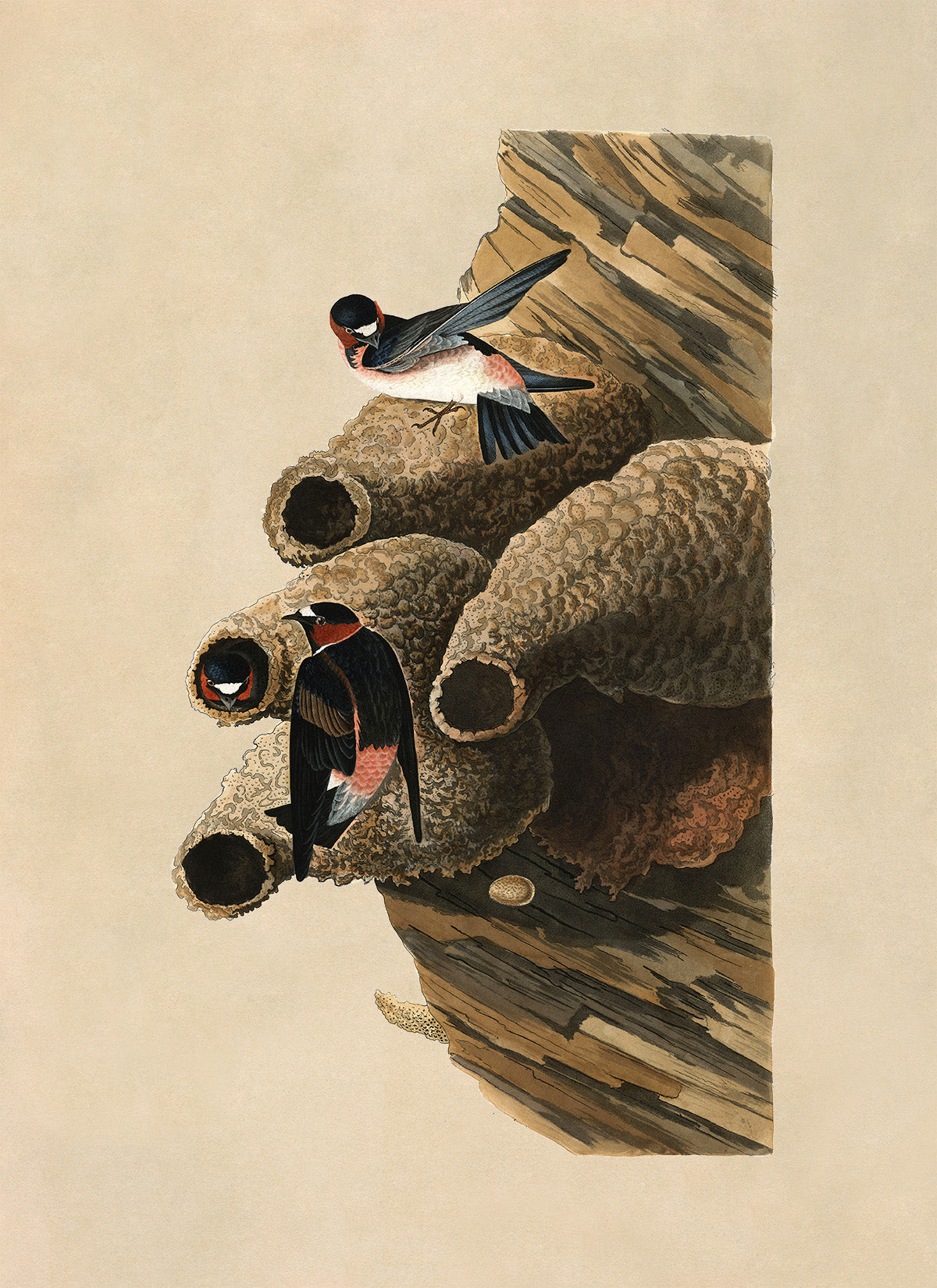 Cliff Swallow Bird Print, Vintage Style Audubon Birds Of America Illustration, AOB67