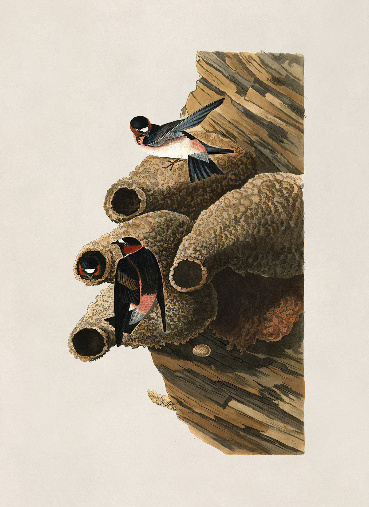 Cliff Swallow Bird Print, Vintage Style Audubon Birds Of America Illustration, AOB67