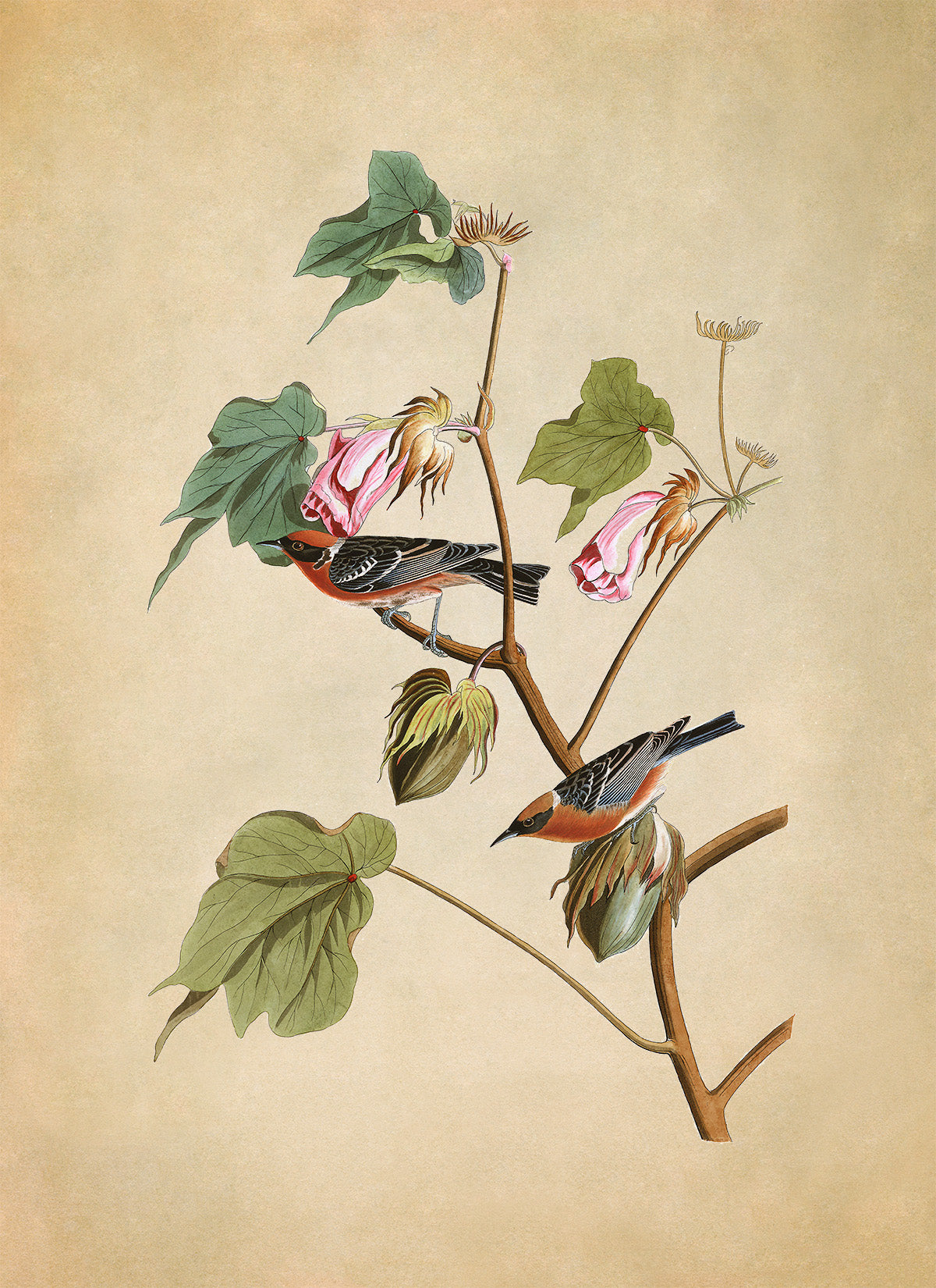 Bay Breasted Warbler Bird Print, Vintage Style Audubon Birds Of America Illustration, AOB68