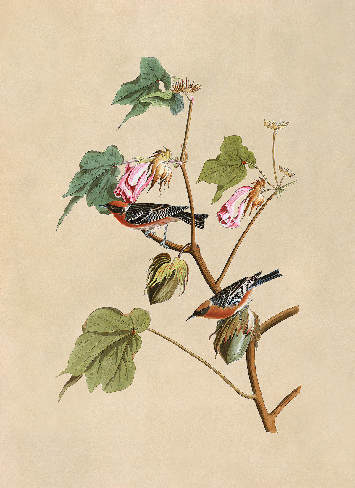 Bay Breasted Warbler Bird Print, Vintage Style Audubon Birds Of America Illustration, AOB68