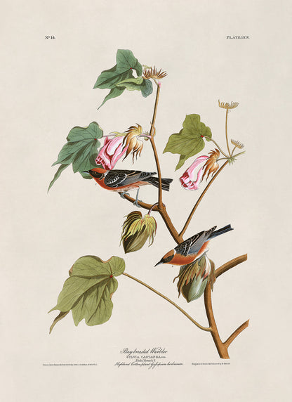 Bay Breasted Warbler Bird Print, Vintage Style Audubon Birds Of America Illustration, AOB68