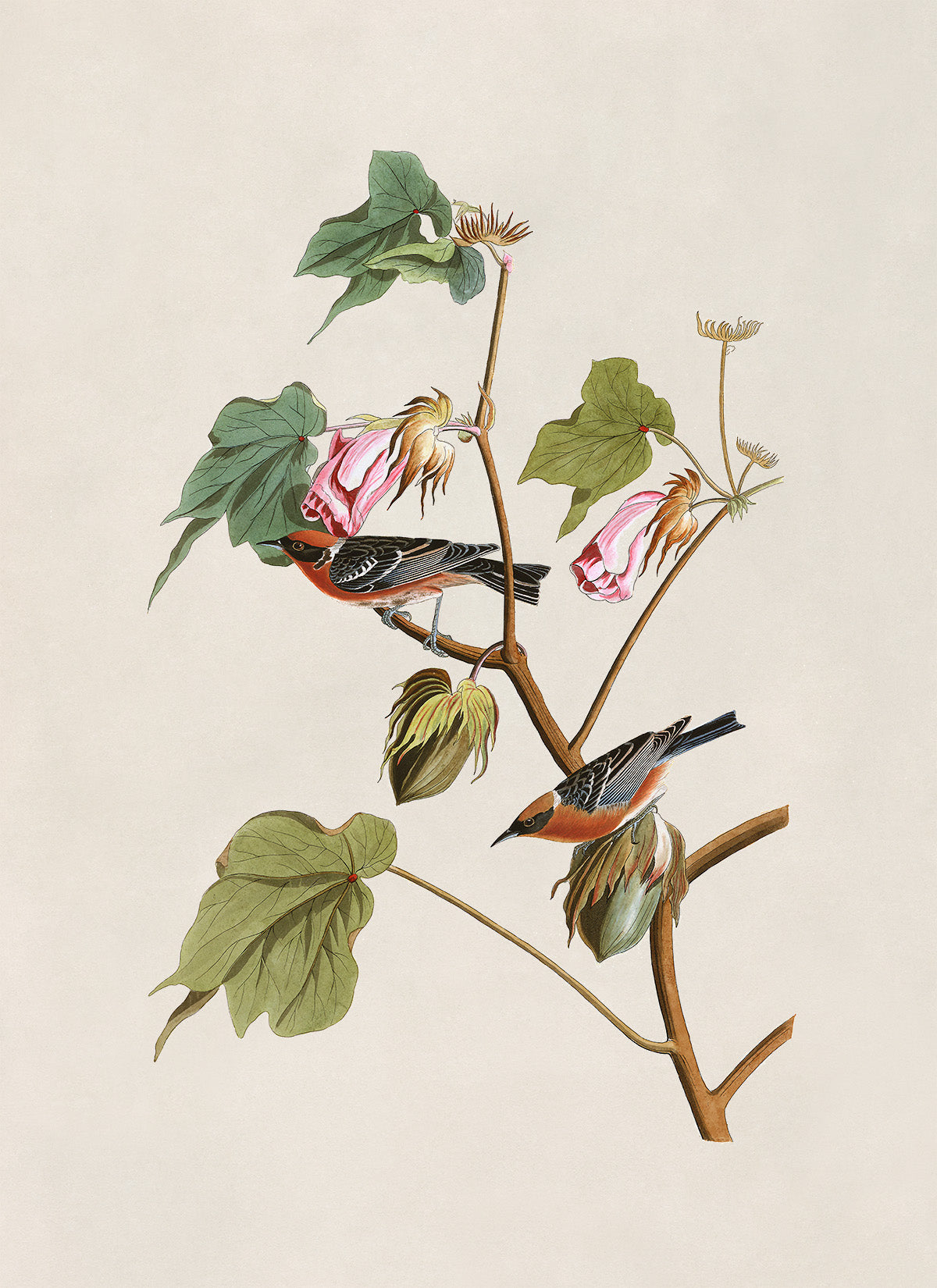 Bay Breasted Warbler Bird Print, Vintage Style Audubon Birds Of America Illustration, AOB68