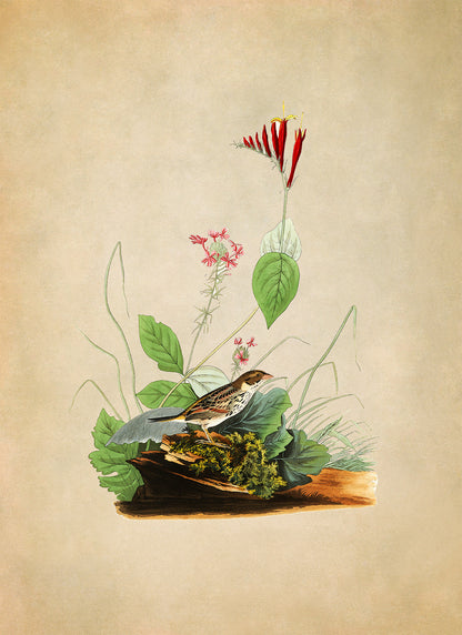 Henslow's Sparrow Bird Print, Vintage Style Audubon Birds Of America Illustration, AOB69