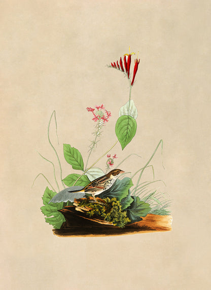 Henslow's Sparrow Bird Print, Vintage Style Audubon Birds Of America Illustration, AOB69