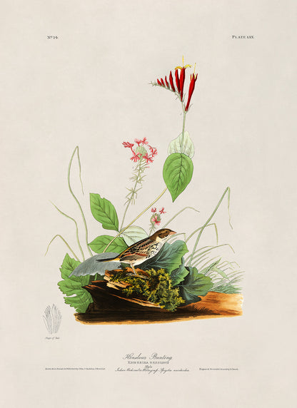 Henslow's Sparrow Bird Print, Vintage Style Audubon Birds Of America Illustration, AOB69