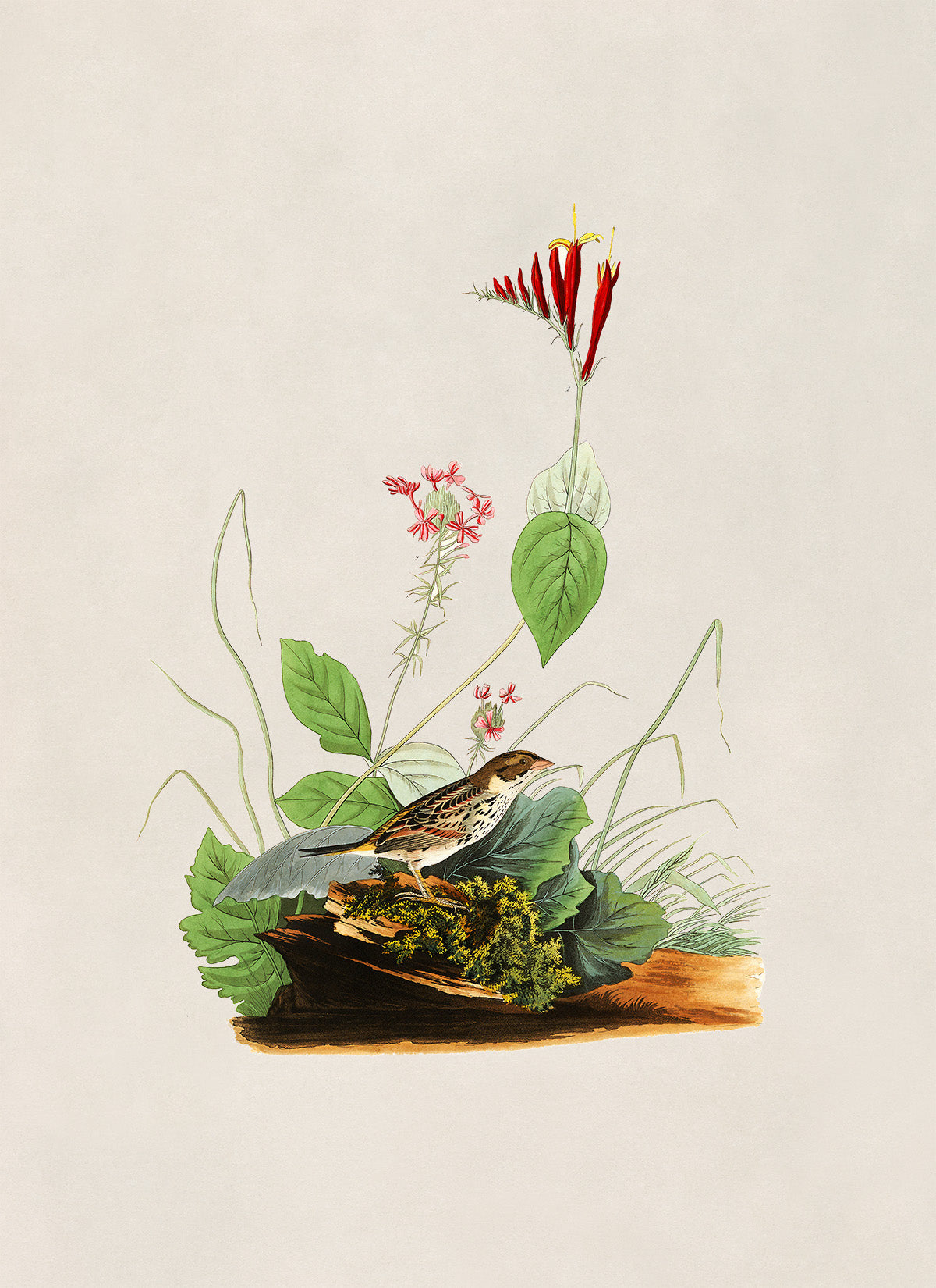 Henslow's Sparrow Bird Print, Vintage Style Audubon Birds Of America Illustration, AOB69