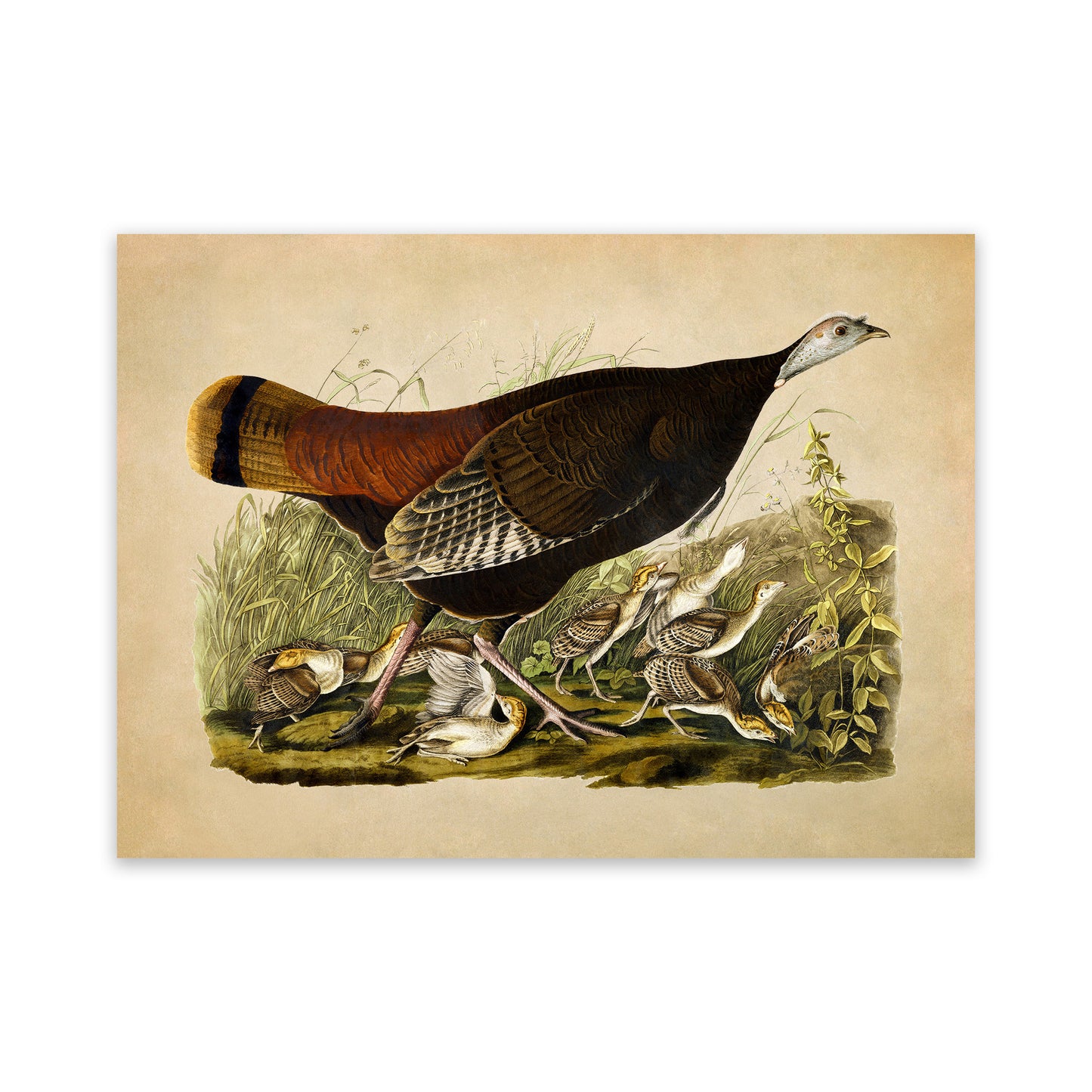 Great American Hen Bird Print, Vintage Style Audubon Birds Of America Illustration, AOB6