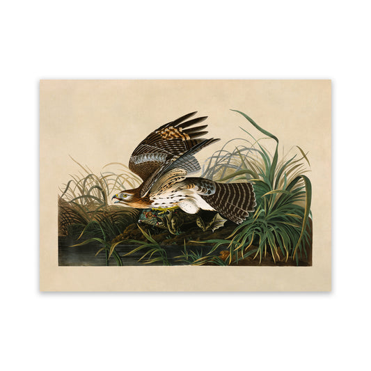 Red Shouldered Hawk Print, Vintage Style Audubon Birds Of America Illustration, AOB70