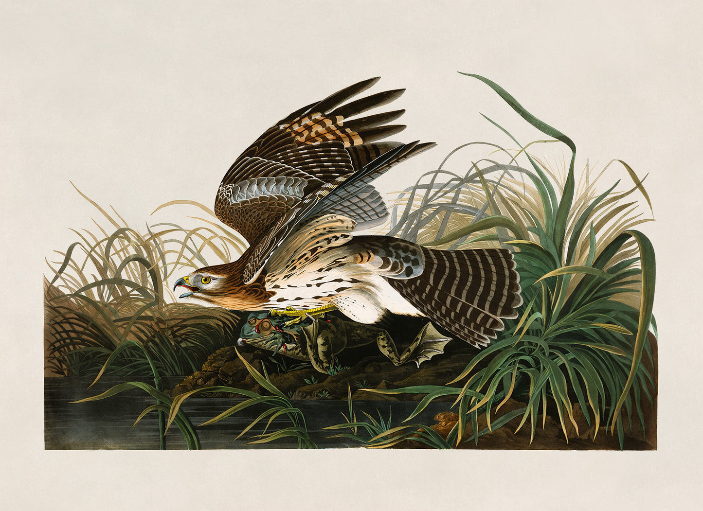 Red Shouldered Hawk Print, Vintage Style Audubon Birds Of America Illustration, AOB70