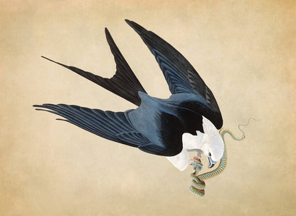 Swallow Tailed Kite Print, Vintage Style Audubon Birds Of America Illustration, AOB71