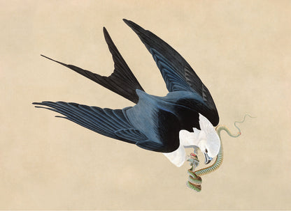 Swallow Tailed Kite Print, Vintage Style Audubon Birds Of America Illustration, AOB71