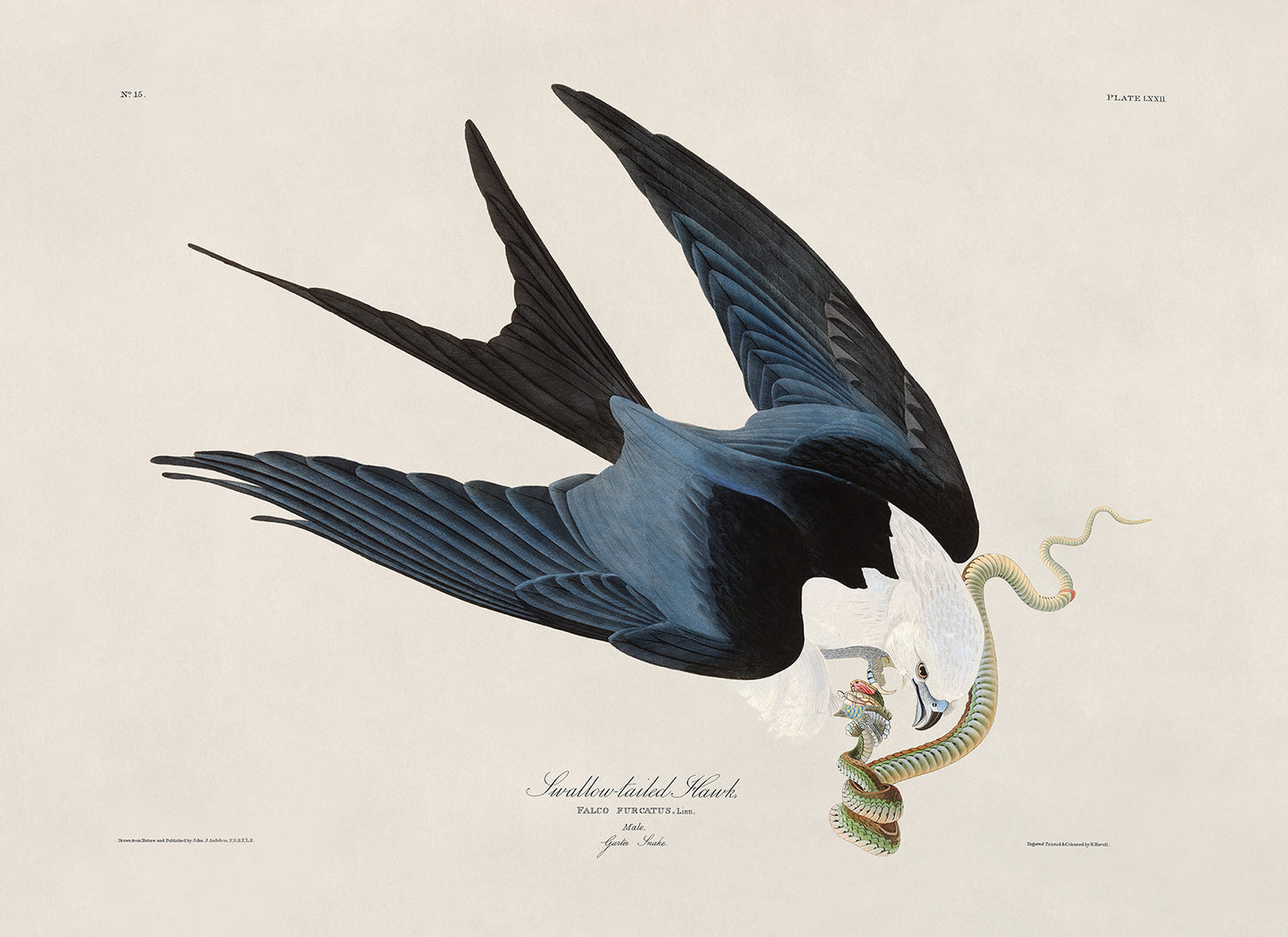 Swallow Tailed Kite Print, Vintage Style Audubon Birds Of America Illustration, AOB71