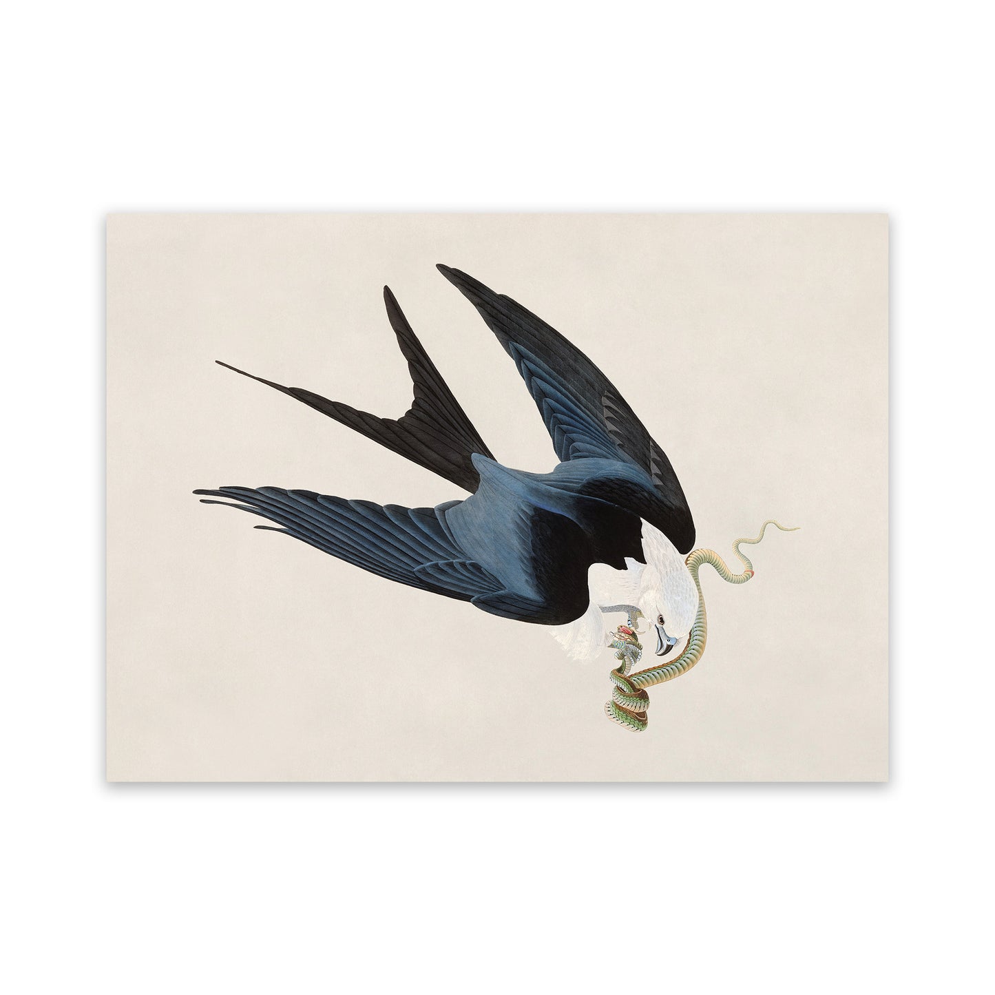 Swallow Tailed Kite Print, Vintage Style Audubon Birds Of America Illustration, AOB71