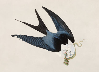 Swallow Tailed Kite Print, Vintage Style Audubon Birds Of America Illustration, AOB71