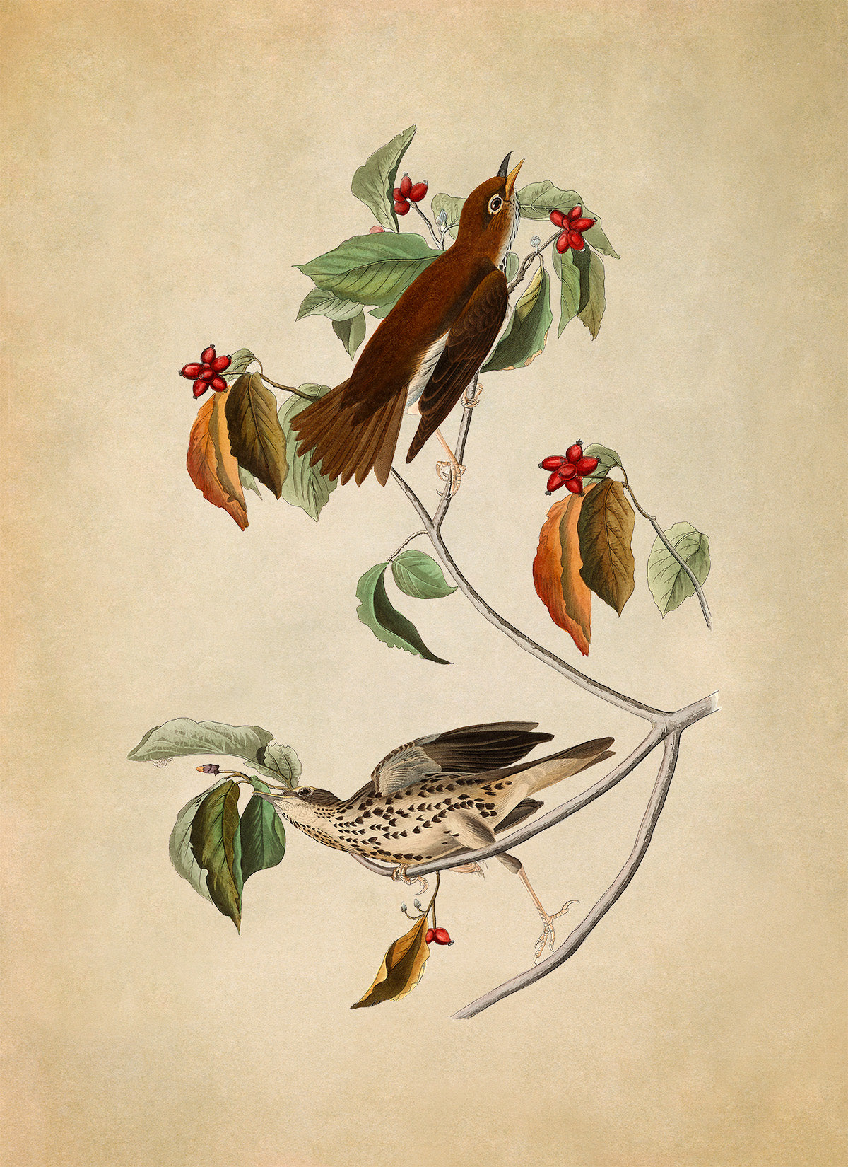 Wood Thrush Bird Print, Vintage Style Audubon Birds Of America Illustration, AOB72