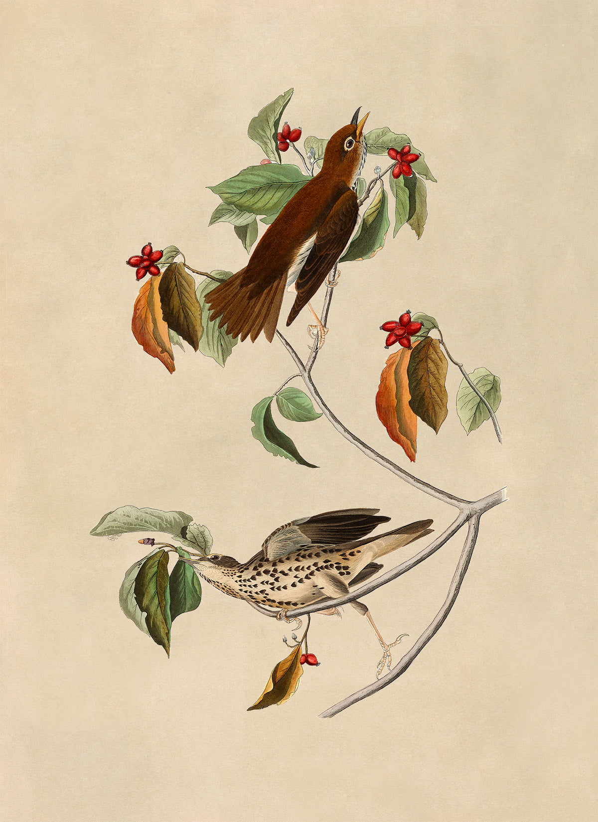 Wood Thrush Bird Print, Vintage Style Audubon Birds Of America Illustration, AOB72