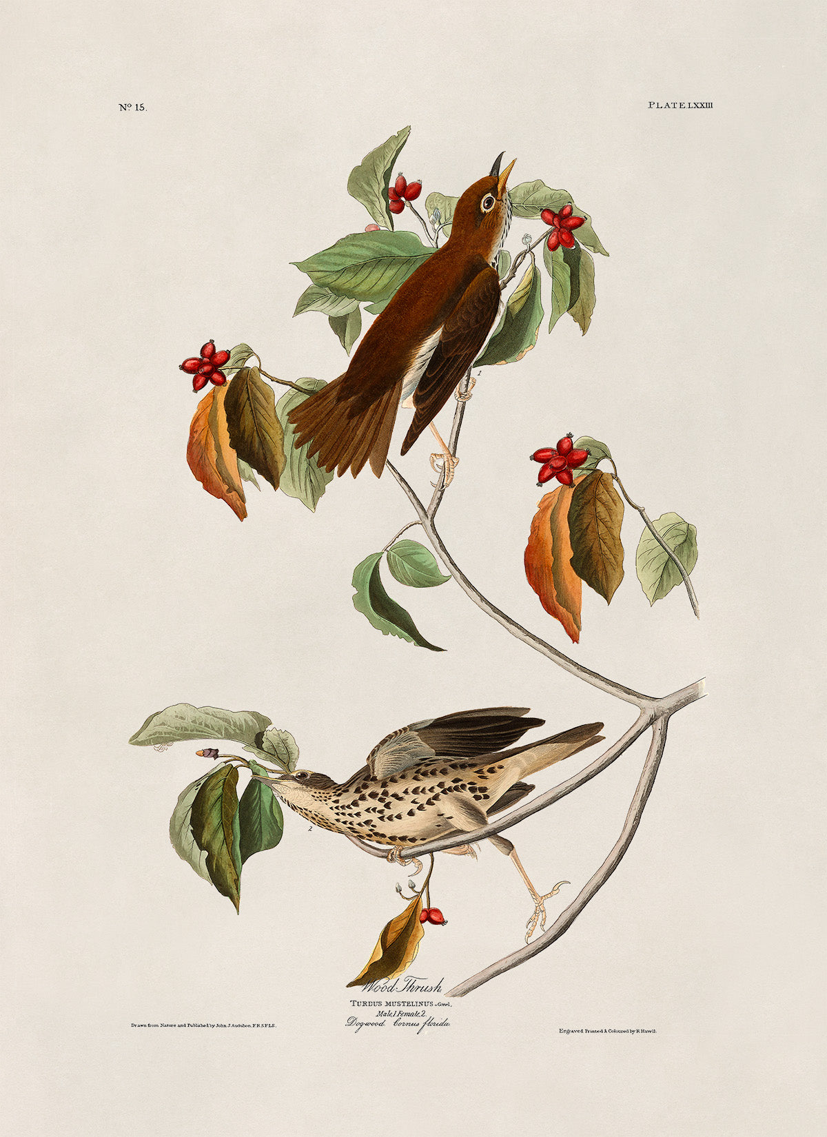 Wood Thrush Bird Print, Vintage Style Audubon Birds Of America Illustration, AOB72