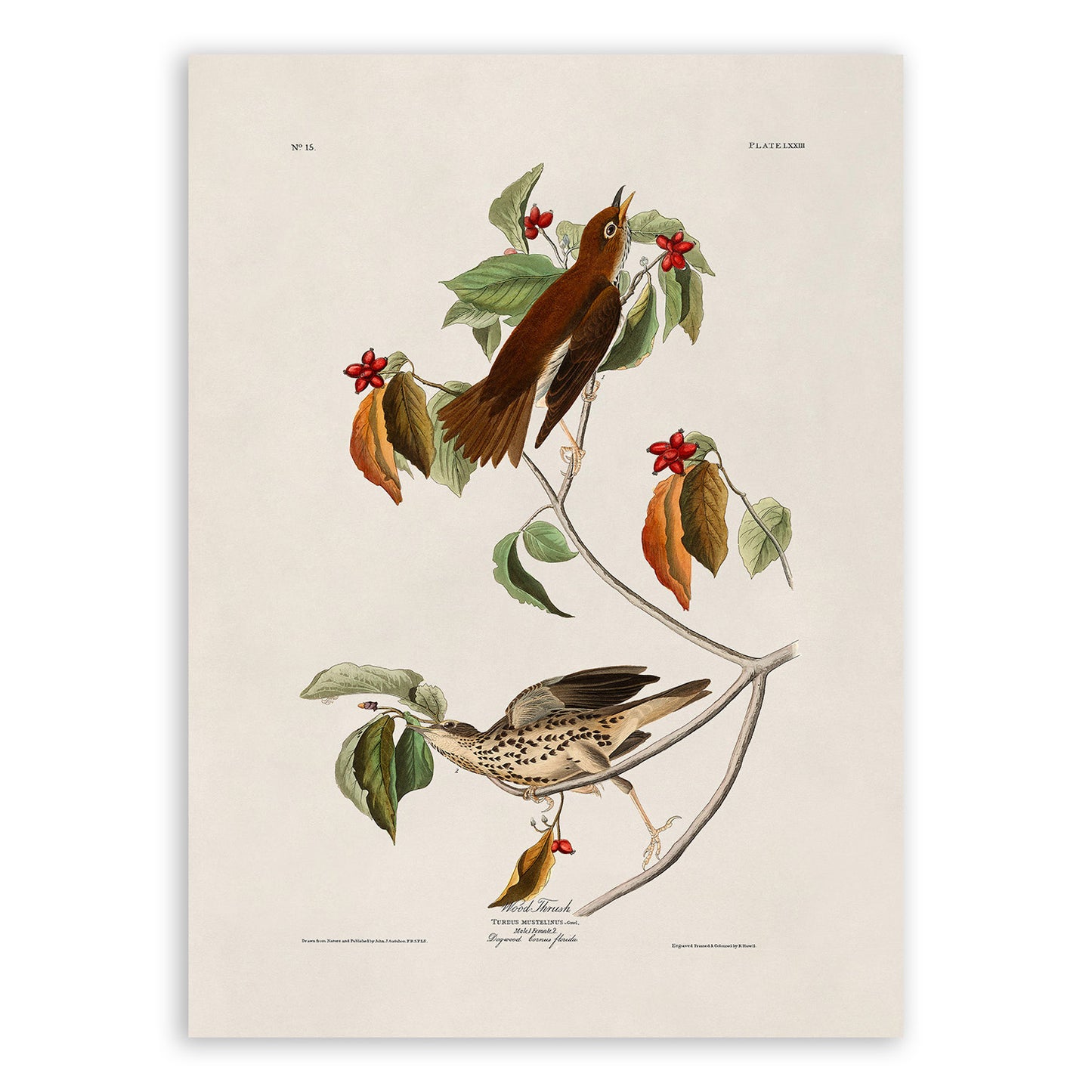 Wood Thrush Bird Print, Vintage Style Audubon Birds Of America Illustration, AOB72