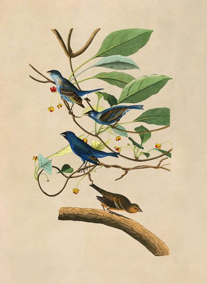 Indigo Bunting Bird Print, Vintage Style Audubon Birds Of America Illustration, AOB73