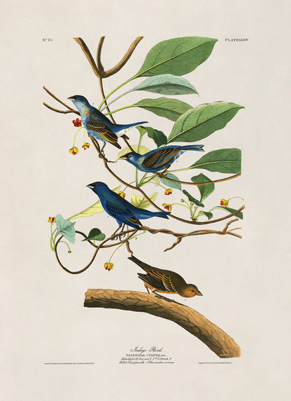 Indigo Bunting Bird Print, Vintage Style Audubon Birds Of America Illustration, AOB73