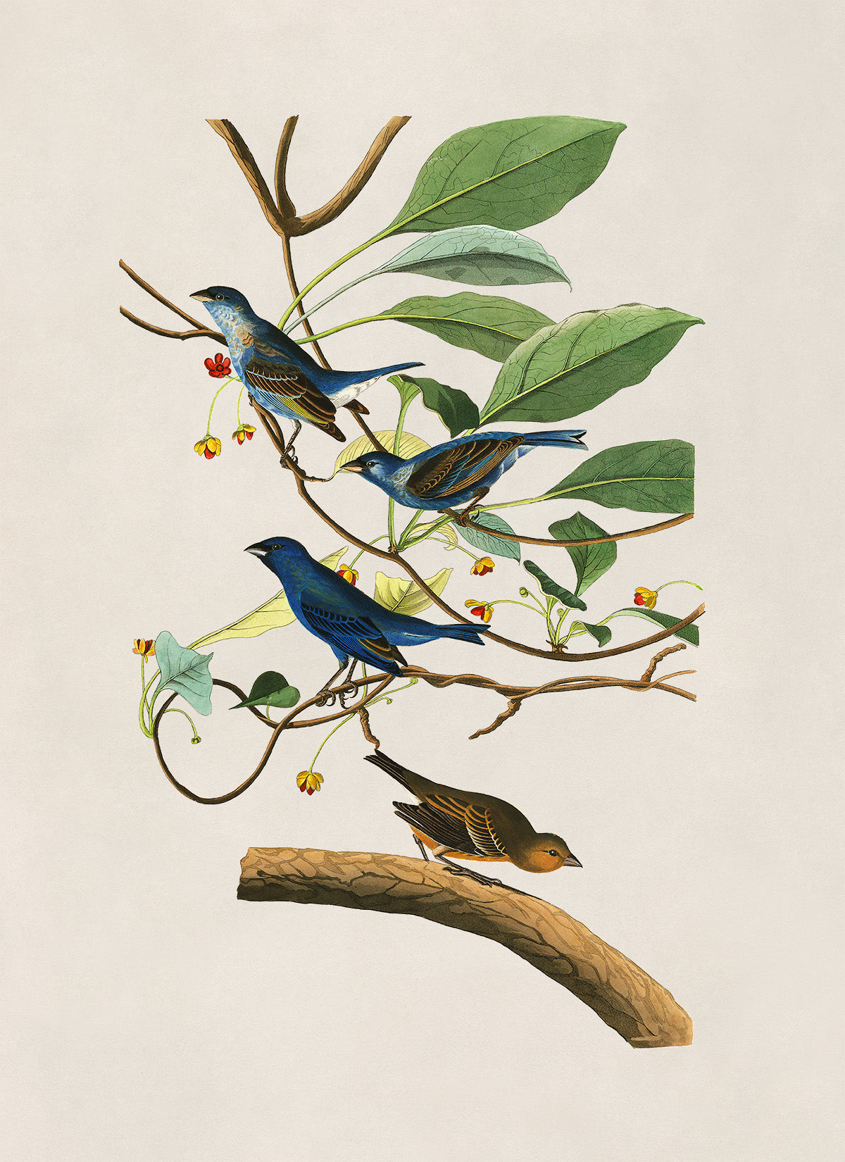 Indigo Bunting Bird Print, Vintage Style Audubon Birds Of America Illustration, AOB73