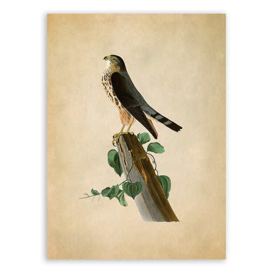 Merlin Falcon Bird Print, Vintage Style Audubon Birds Of America Illustration, AOB74