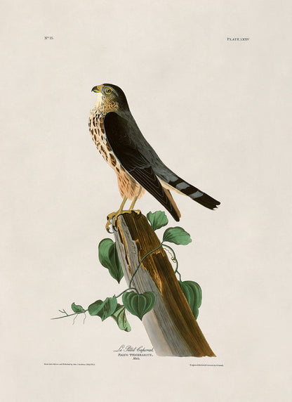 Merlin Falcon Bird Print, Vintage Style Audubon Birds Of America Illustration, AOB74