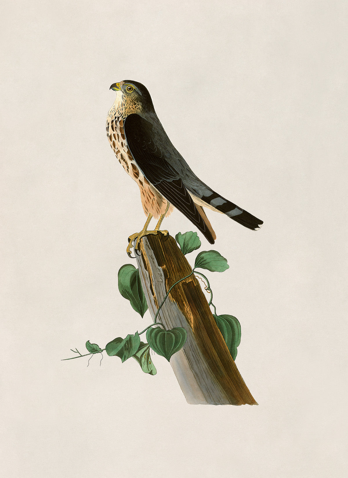 Merlin Falcon Bird Print, Vintage Style Audubon Birds Of America Illustration, AOB74