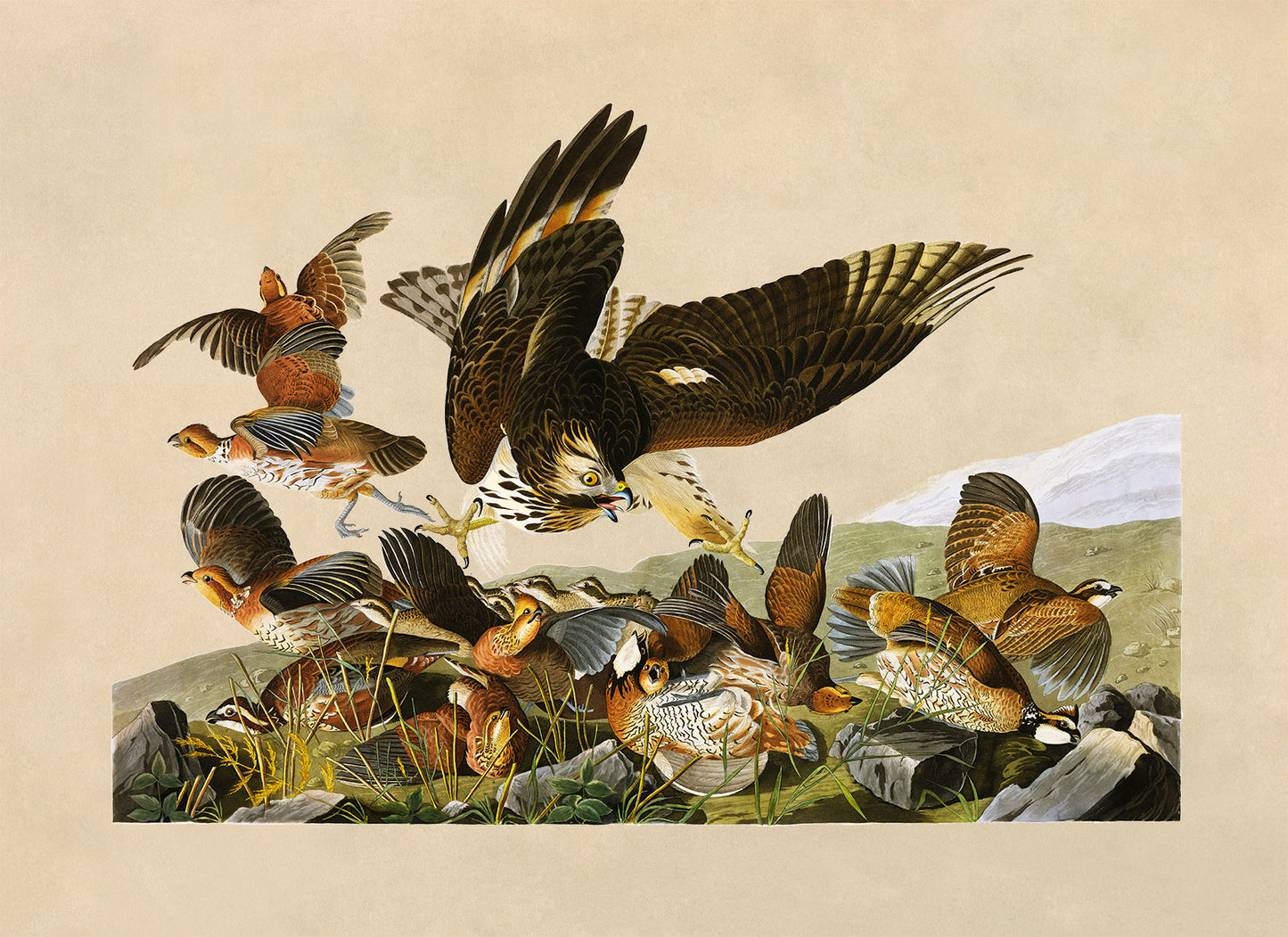 Northern Bobwhite Bird Print, Vintage Style Audubon Birds Of America Illustration, AOB75