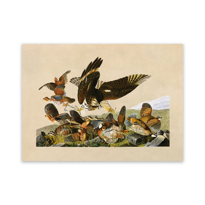 Northern Bobwhite Bird Print, Vintage Style Audubon Birds Of America Illustration, AOB75