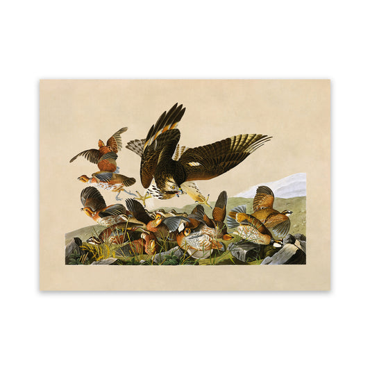 Northern Bobwhite Bird Print, Vintage Style Audubon Birds Of America Illustration, AOB75