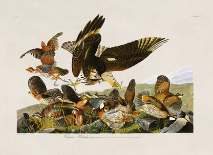 Northern Bobwhite Bird Print, Vintage Style Audubon Birds Of America Illustration, AOB75