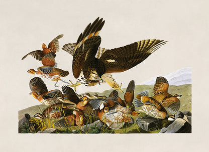 Northern Bobwhite Bird Print, Vintage Style Audubon Birds Of America Illustration, AOB75