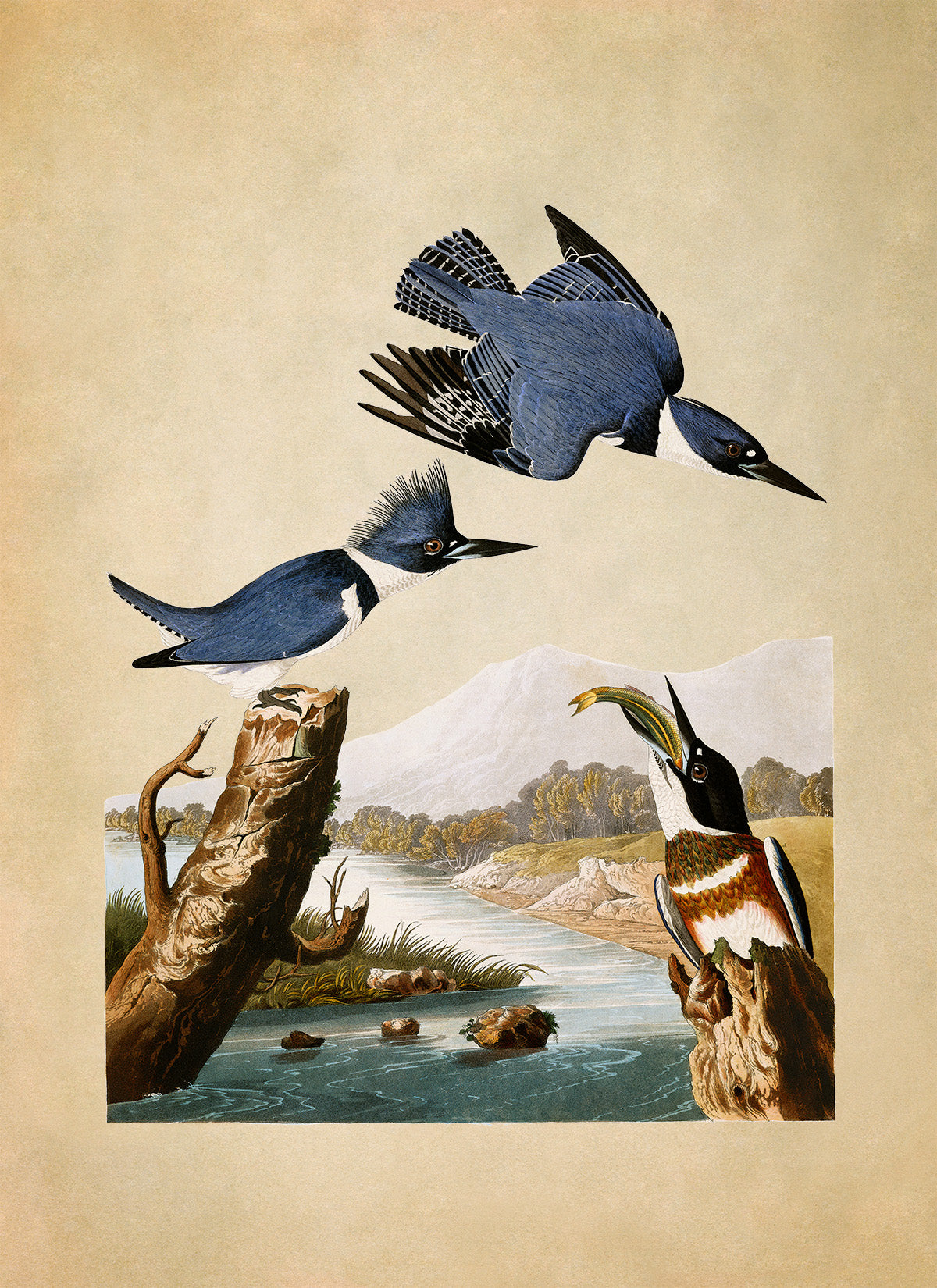 Belted Kingfisher Bird Print, Vintage Style Audubon Birds Of America Illustration, AOB76