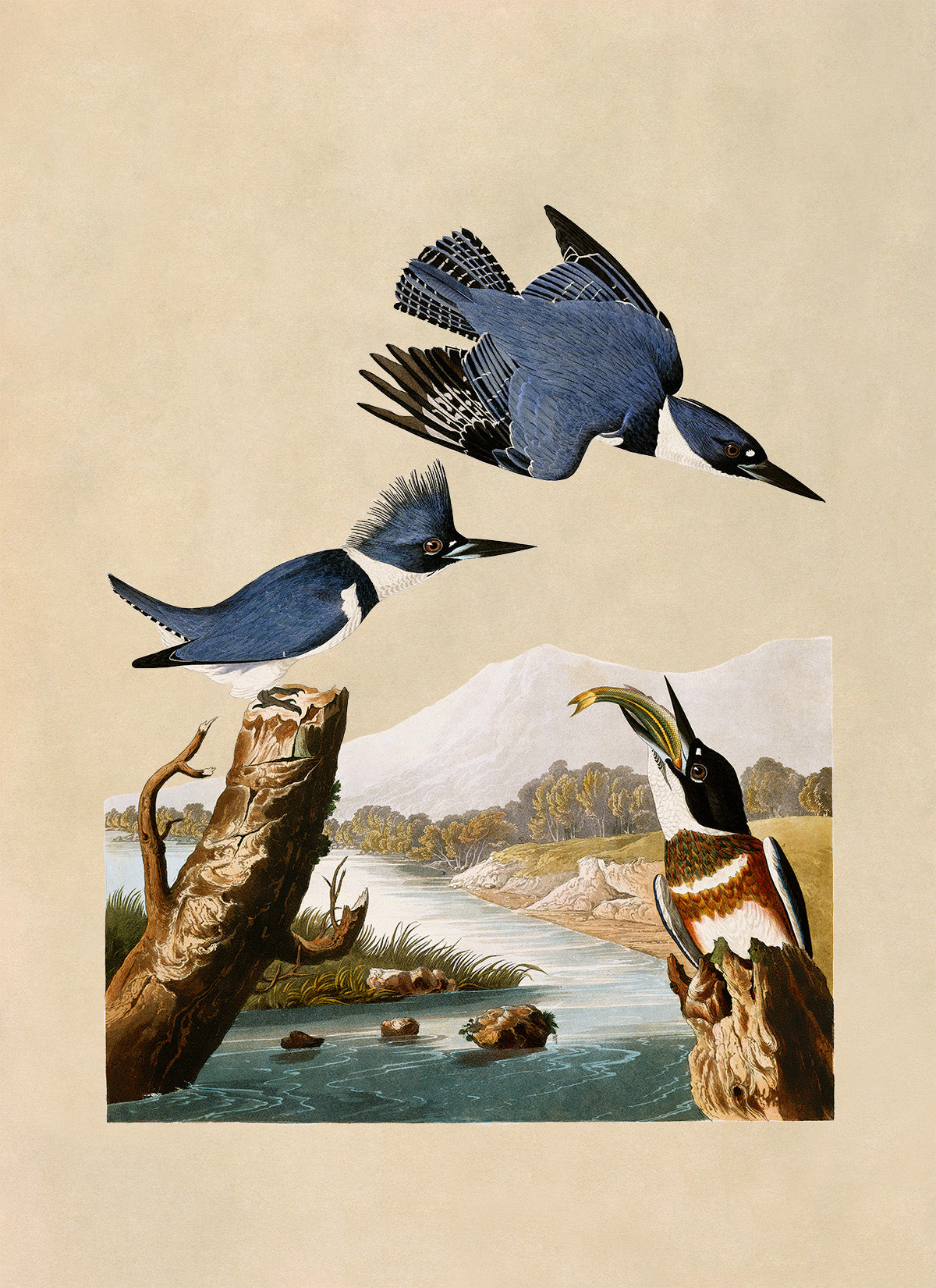 Belted Kingfisher Bird Print, Vintage Style Audubon Birds Of America Illustration, AOB76