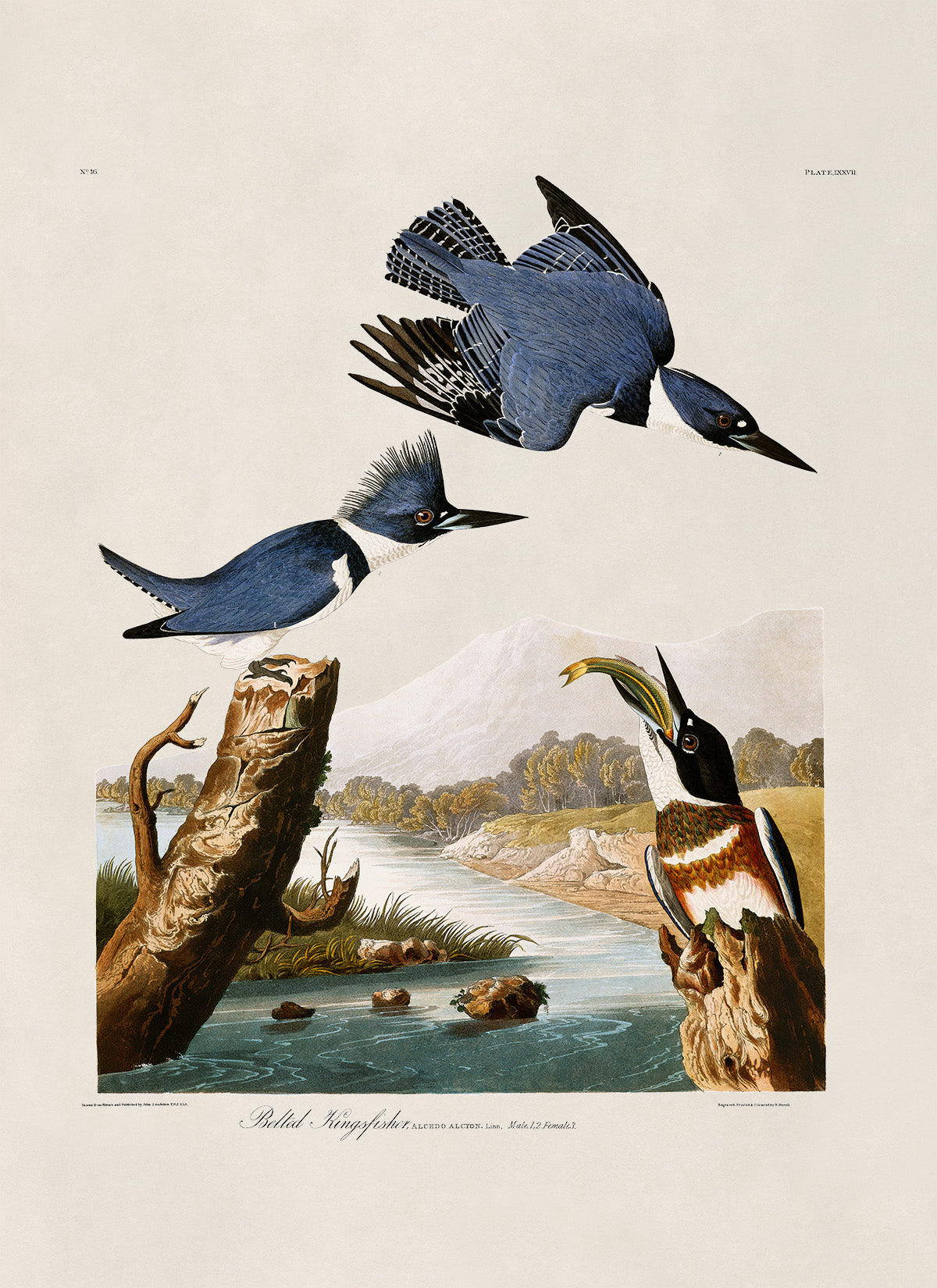 Belted Kingfisher Bird Print, Vintage Style Audubon Birds Of America Illustration, AOB76